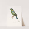 Perroquet A Raquettes by Coenraad Jacob Temminck