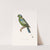 Perroquet A Raquettes by Coenraad Jacob Temminck