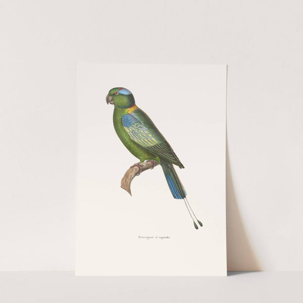 Perroquet A Raquettes by Coenraad Jacob Temminck