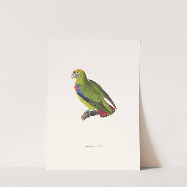 Perroquet Huet by Coenraad Jacob Temminck