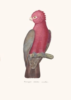 Perroquet Kakatoe Rosalbin
