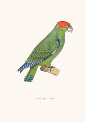 Perroquet Mitre