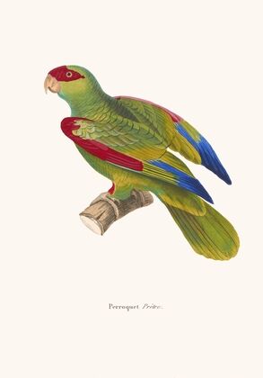 Perroquet Prêtre.