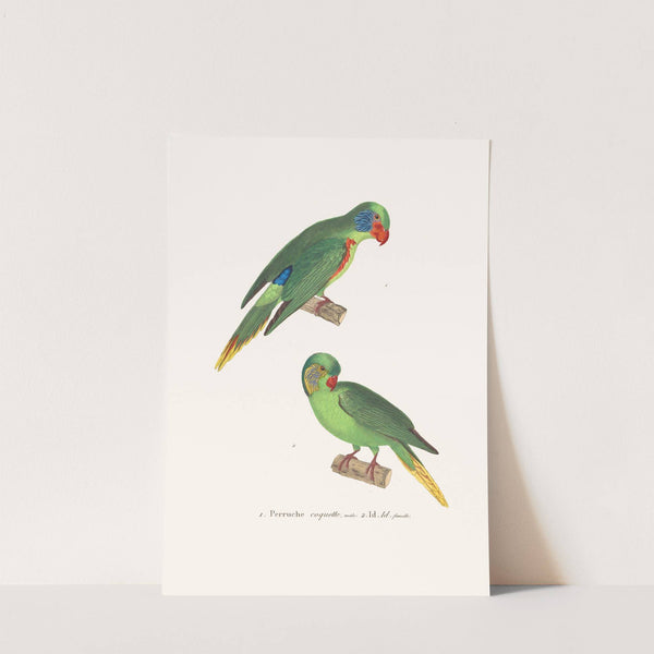 Perruche Coquette. by Coenraad Jacob Temminck