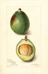 Persea: Avocado