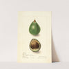 Persea: Avocado Seedling by Elsie E. Lower