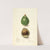 Persea: Avocado Seedling by Elsie E. Lower