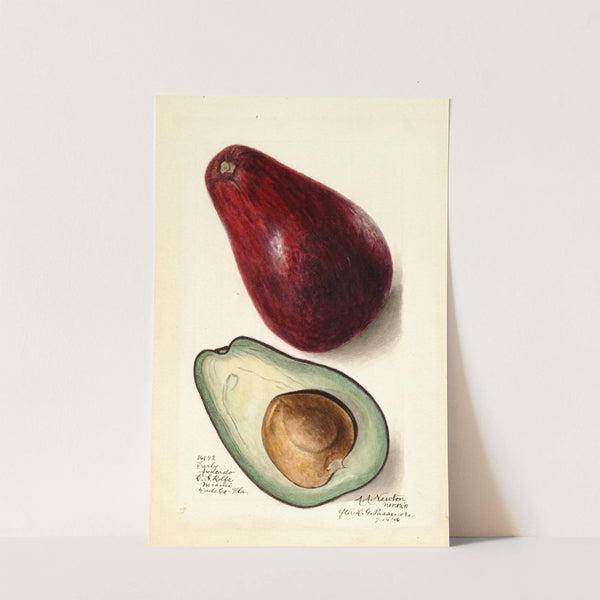 Persea: Early by Amanda Almira Newton