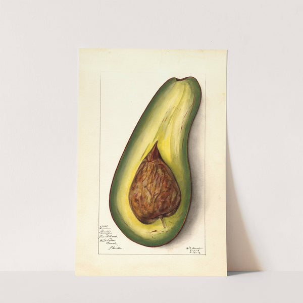 Persea: Family by Mary Daisy Arnold