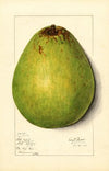 Persea: Persea Americana