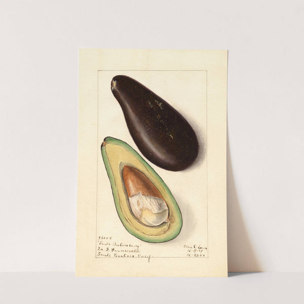 Persea: Santa Barbara Early by Elsie E. Lower