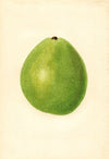 Persea: Waldin