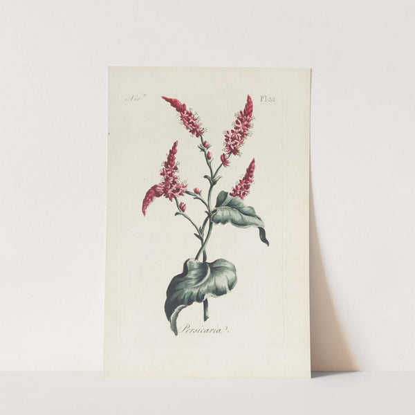 Persicaria by Carington Bowles