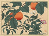 Persimmon