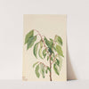 Persimmon (Diospyros virginiana) (1932) by Mary Vaux Walcott
