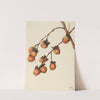 Persimmon (Diospyros virginiana) (1920) by Mary Vaux Walcott