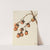 Persimmon (Diospyros virginiana) (1920) by Mary Vaux Walcott