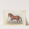 Peruvian Paso (1837) by Charles Hamilton Smith