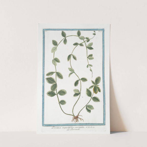 Pervinca angustifolia, variegata - Pervenche. (Periwinkle) by Giorgio Bonelli