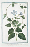 Pervinca vulgaris, latifolia, flore cÃ¦ruleo – Vinca-pervinca – Pervenche. (Vinca minor or Periwinkle)