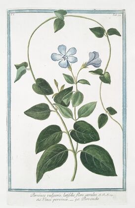 Pervinca vulgaris, latifolia, flore cÃ¦ruleo – Vinca-pervinca – Pervenche. (Vinca minor or Periwinkle)
