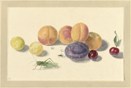 Perziken, pruimen, kersen en twee insecten, after Michiel van Huysum — size preview
