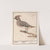 Pestvogel (Bombycilla garrulus). (1596-1610) by Anselmus Boëtius de Boodt