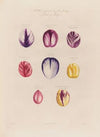 Petals of Tulips (1799–1810)