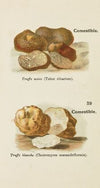 Petit atlas des champignons Pl.1