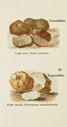 Petit atlas des champignons Pl.1