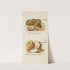 Petit atlas des champignons Pl.1 by Delachaux &amp; Niestlé