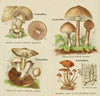 Petit atlas des champignons Pl.10