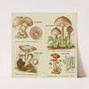 Petit atlas des champignons Pl.10 (1900) by Delachaux &amp; Niestlé