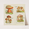 Petit atlas des champignons Pl.3 (1900) by Delachaux &amp; Niestlé