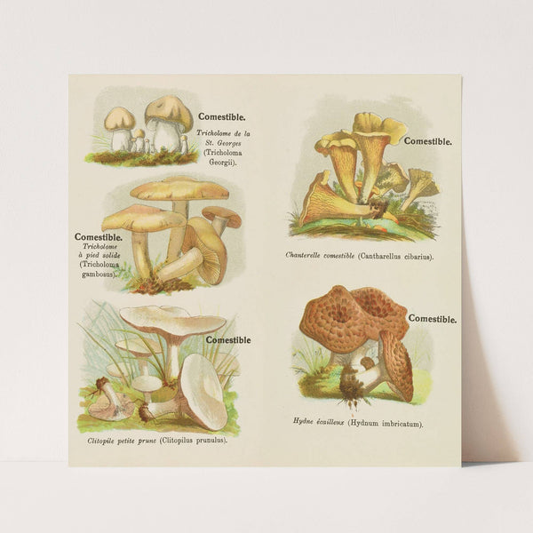 Petit atlas des champignons Pl.5 (1900) by Delachaux &amp; Niestlé
