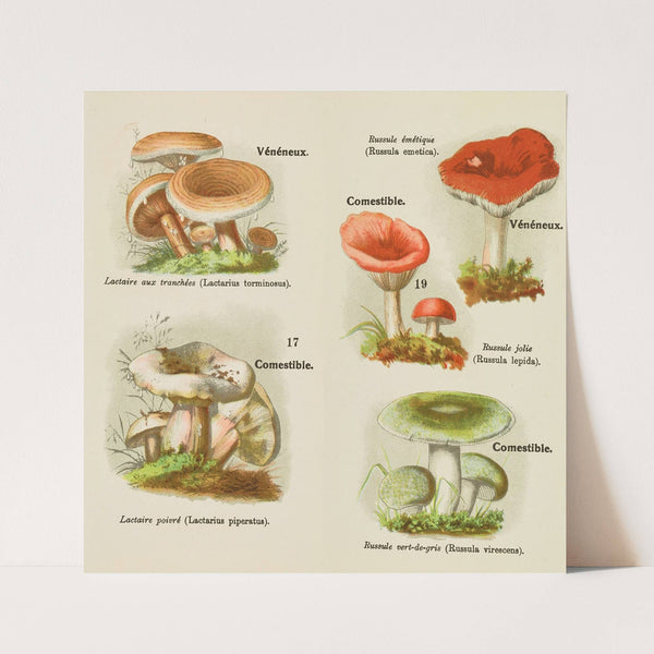 Petit atlas des champignons Pl.6 (1900) by Delachaux &amp; Niestlé