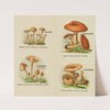 Petit atlas des champignons Pl.7 (1900) by Delachaux &amp; Niestlé