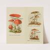 Petit atlas des champignons Pl.8 (1900) by Delachaux &amp; Niestlé