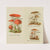 Petit atlas des champignons Pl.8 (1900) by Delachaux &amp; Niestlé