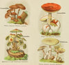 Petit atlas des champignons Pl.9