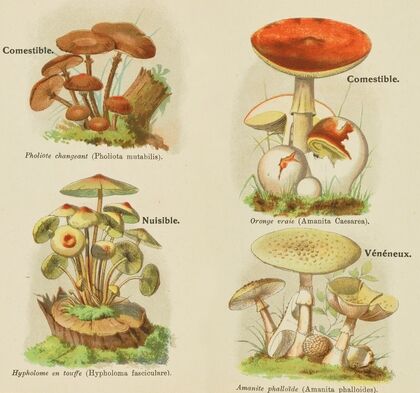 Petit atlas des champignons Pl.9