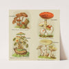 Petit atlas des champignons Pl.9 (1900) by Delachaux &amp; Niestlé