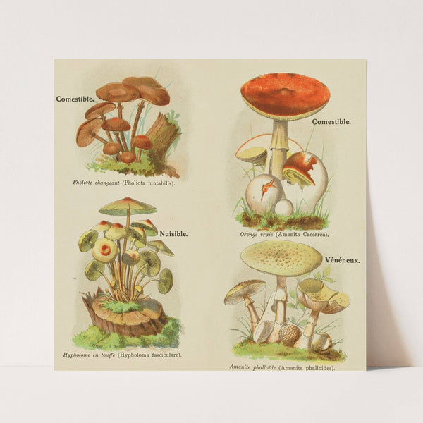 Petit atlas des champignons Pl.9 (1900) by Delachaux &amp; Niestlé