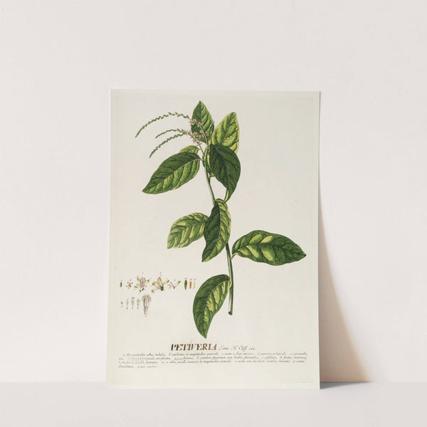 Petiveria by Georg Dionysius Ehret