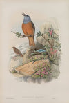 Petrocincla saxatilis. Rock-Thrush. (1862-1873)