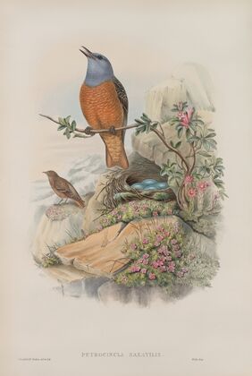 Petrocincla saxatilis. Rock-Thrush. (1862-1873)