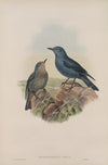 Petrocossyphus cyanus. Blue Rock-Thrush. (1862-1873)
