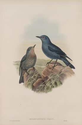 Petrocossyphus cyanus. Blue Rock-Thrush. (1862-1873)