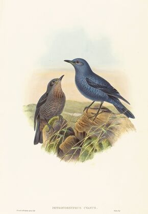 Petrocossyphus cyanus (Blue Rockthrush)