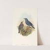 Petrocossyphus cyanus (Blue Rockthrush) by John Gould